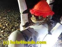 /home//u458753944/public_html/sourcegallery///////////////////////////Roxborough Toad Detour/2021/2021-04-11/P4110245.JPG